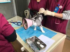 -芭比堂宠物医院·全科爱猫医院·仁德分院