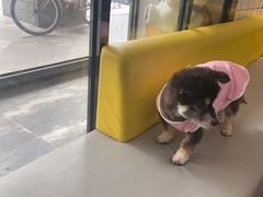 -半岛宠物医院24小时(科华中路店)
