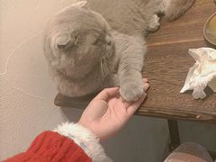 -猫友咖啡店(玉林西路店)