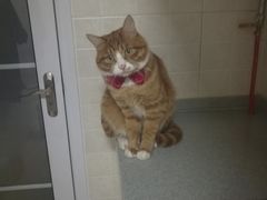 -宠福鑫康馨动物医院·骨科·眼科