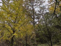 -秦岭终南山世界地质公园翠华山景区