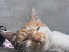 -Again Coffee Roaster(香蜜湖店)