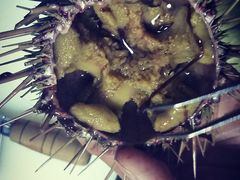 -海胆小馆(东北水饺·春柳店)