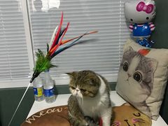 -瑞派长江宠物医院·猫科·外科·24小时夜护(谊城公寓分院)