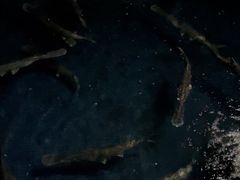 -鸿渡渔庄·特色鸭咀鱼