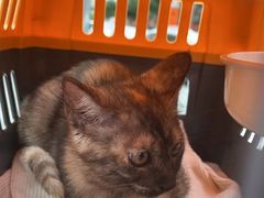 -瑞派蒂凯宠物医院·免疫点·宠保定点