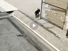 -波姐宠物家庭寄养