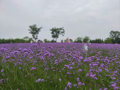 -同里国家湿地公园
