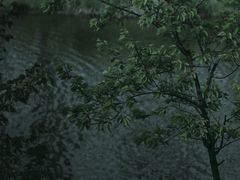 -合肥滨湖国家森林公园