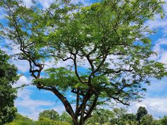 -中国科学院西双版纳热带植物园