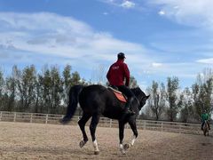 -北京群众马术培训基地