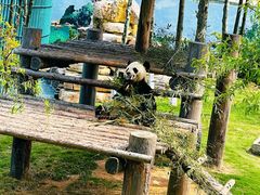 -西霞口神雕山野生动物世界