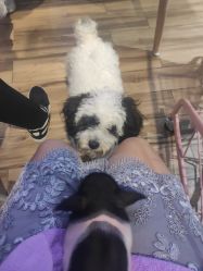 -Moni星球萌宠·小马宝莉·灵蛇·高端高阶全萌宠互动体验俱乐部(红豆国际广场店)