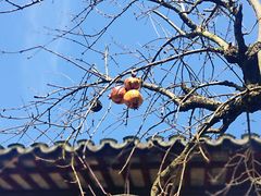 -留园