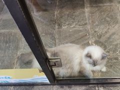 -猫咪博物馆(顶澳仔猫街店)