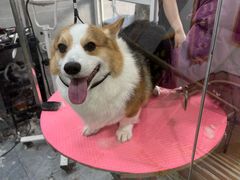 -宠福鑫康馨动物医院·骨科·眼科