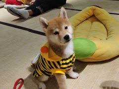-逗柴咖啡屋·狗咖猫咖宠物桌游