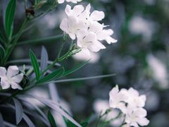-梅龙湖