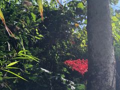 -海南热带雨林国家公园吊罗山景区
