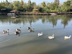 -溱湖国家湿地公园