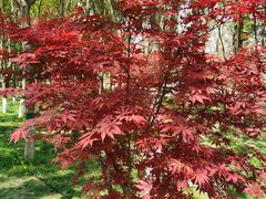 -大兴滨河森林公园