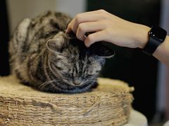 -猫儿山۰猫主题餐厅