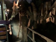 -清迈夜间动物园