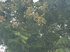 -映月湖中央公园
