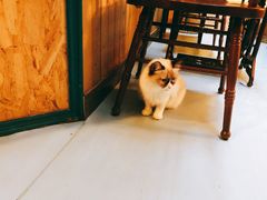 -猫色咖啡·猫咖