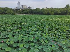 -长春市南湖公园