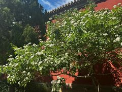 -北京市劳动人民文化宫(太庙)