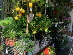 -溪岸路花鸟市场