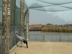 -盐城丹顶鹤湿地生态旅游区