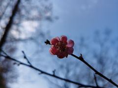-杭州植物园