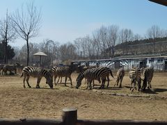 -大连森林动物园