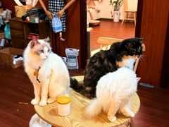-楼上猫咖(罗湖店)