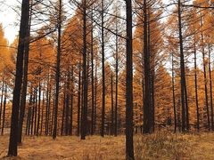 -塞罕坝国家级自然保护区