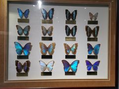 -上海昆虫博物馆