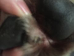 -瑞鹏宠物医院·爱宠堂·骨外专科(西荷分院)