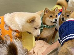 -逗柴咖啡屋·狗咖猫咖宠物桌游
