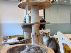 -有喵·猫咖·狗咖·30几只猫10只小狗(岗厦店)