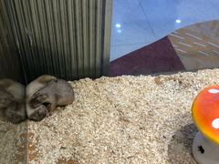 -龟与熊猫宠物公园(南坪店)