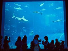 -新加坡海洋生态馆