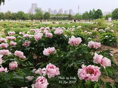 -曹州牡丹园