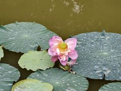 -广西壮族自治区药用植物园