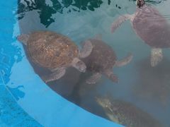 -广东惠东海龟国家级自然保护区