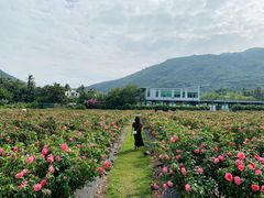 -亚龙湾国际玫瑰谷