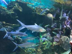 -华夏文旅海洋公园