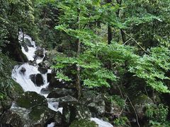 -天目山大树王景区