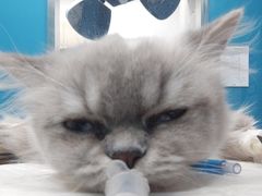 -爱诺耐芙动物医院(万博店)